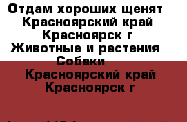 Отдам хороших щенят - Красноярский край, Красноярск г. Животные и растения » Собаки   . Красноярский край,Красноярск г.